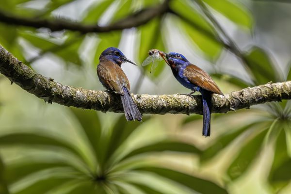 Blue-headed Bee-eater