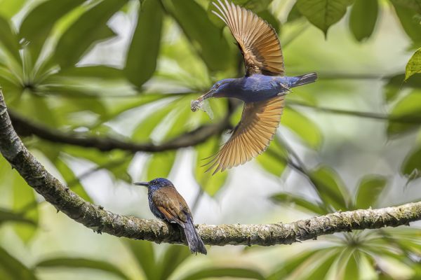 Blue-headed Bee-eater