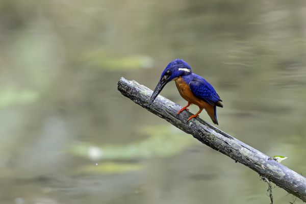 Malachite Kingfisher