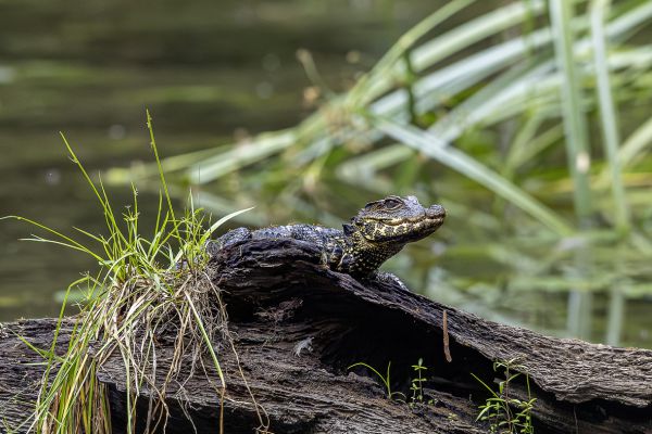 Crocodile
