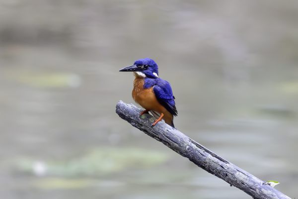 Malachite Kingfisher