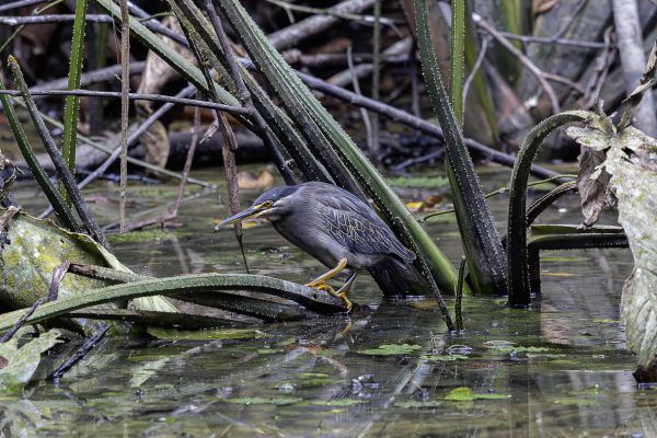 Grey-necked or Striated Heron