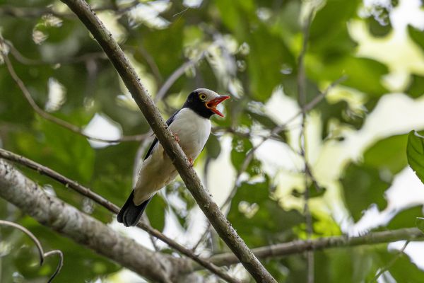 Chestnut-bellied Helmetshrike