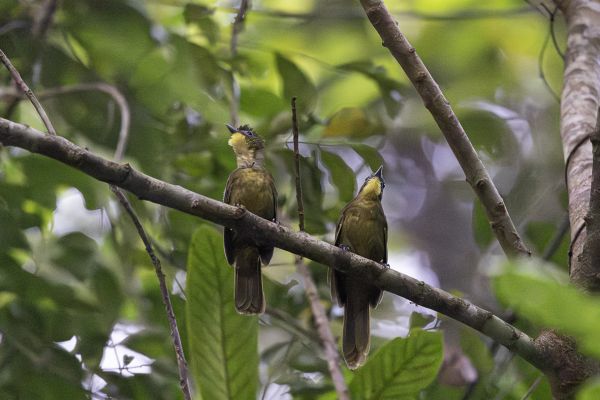 Bearded Bulbul