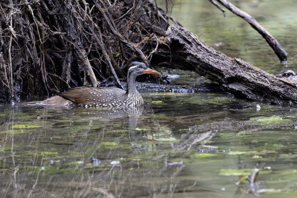 African Finfoot 