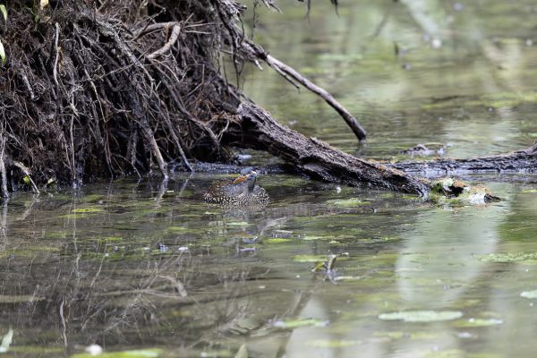 African Finfoot 