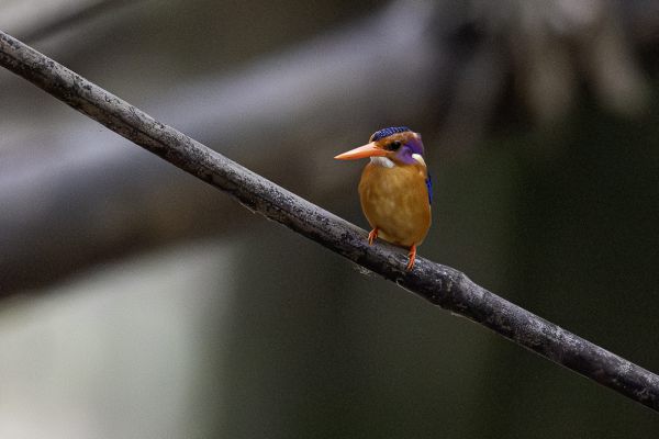 African Pygmy-Kingfisher