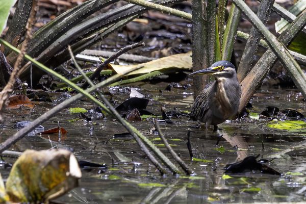 Dwarf bittern