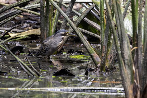 Dwarf bittern