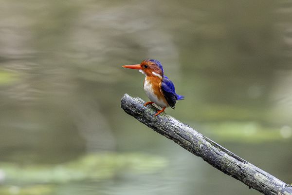 Malachite or Sao Tome Kingfisher