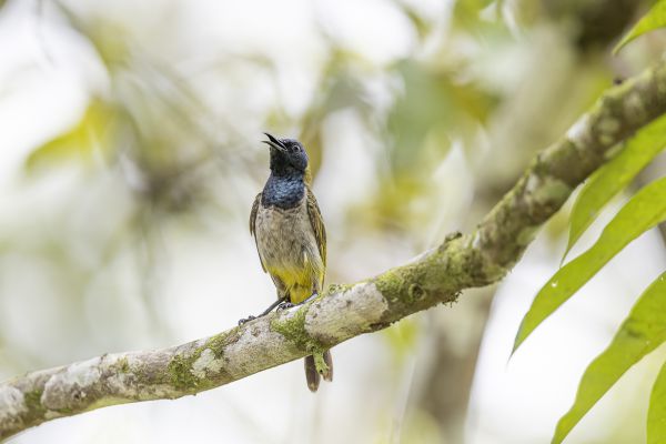 Reichenbach's Sunbird 