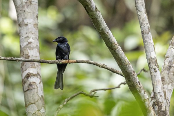 Fork-tailed Drongo