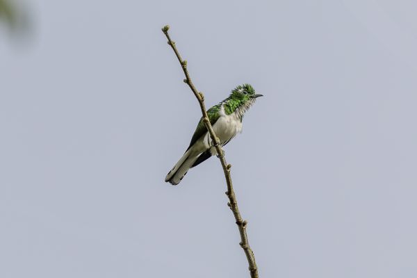 Klaas's Cuckoo