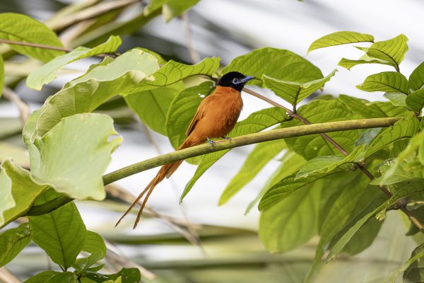 Black-headed Paradise-Flycatcher