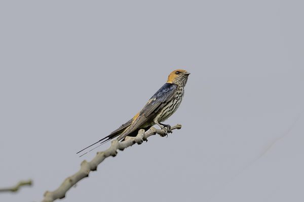 Lesser Striped-Swallow