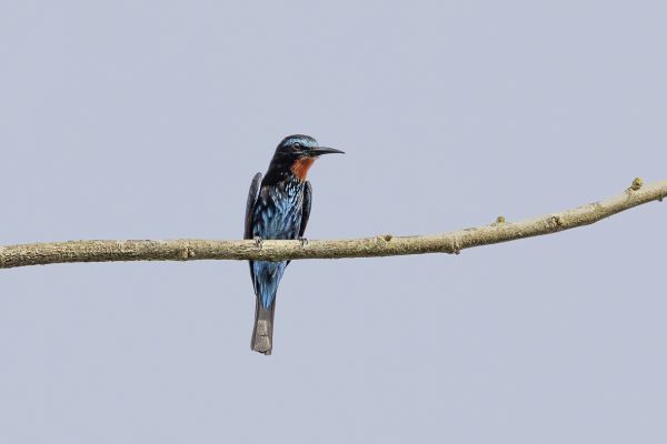 Black Bee-eater