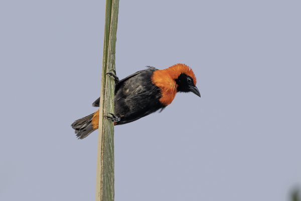 Southern Red Bishop