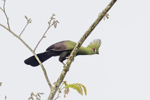 Guinea Turaco 