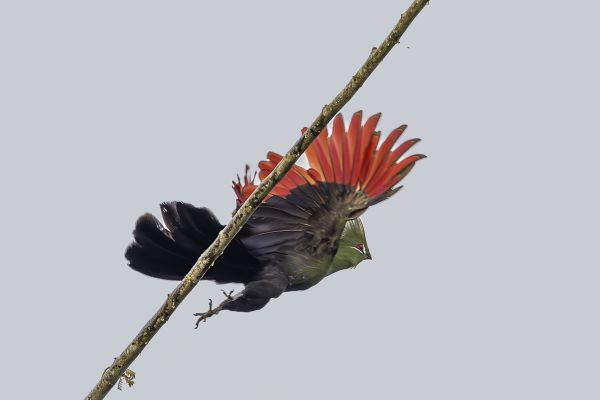 Guinea Turaco 