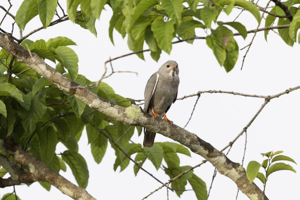 Lizard Buzzard