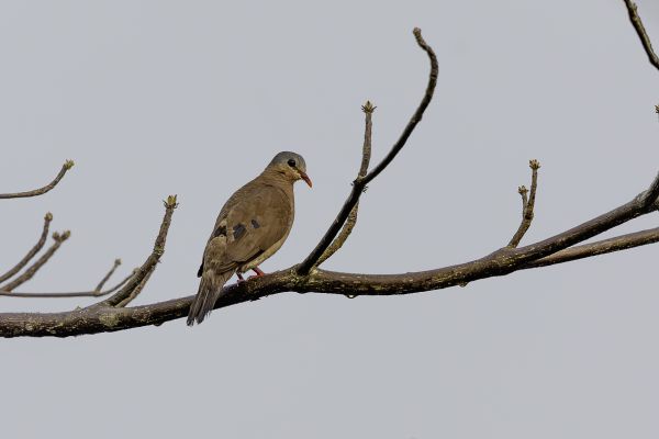 Blue-spotted Wood Dove
