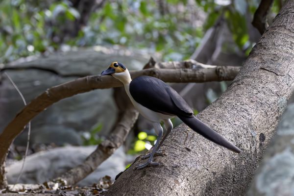 White-necked Rockfowl