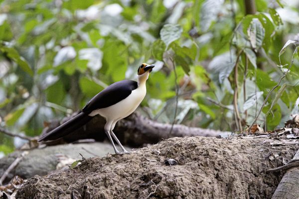 White-necked Rockfowl