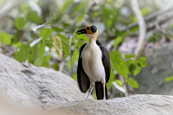 White-necked Rockfowl