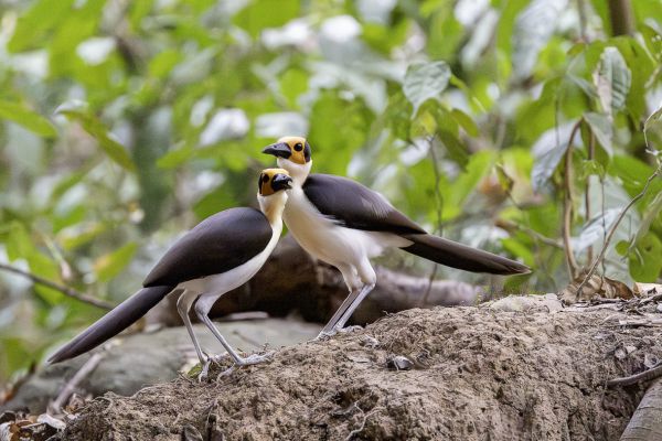 White-necked Rockfowl