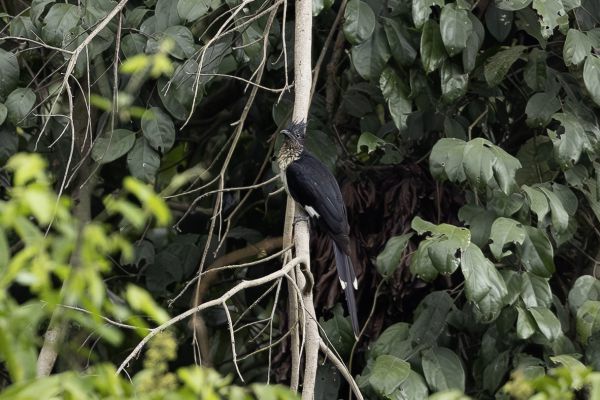 Levaillant's CuckooLevaillant's Cuckoo
