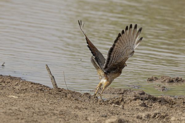 Grasshopper Buzzard