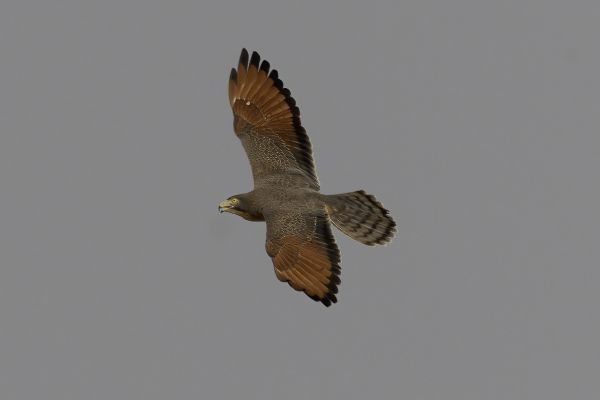 Grasshopper Buzzard