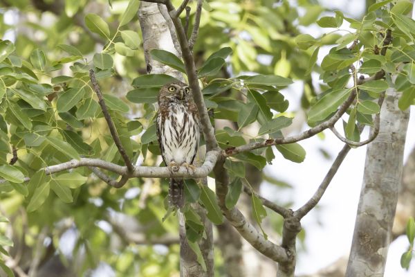Pearl-spotted Owlet