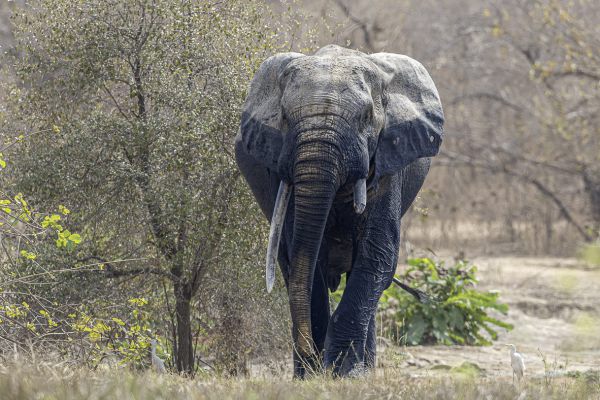Elephant