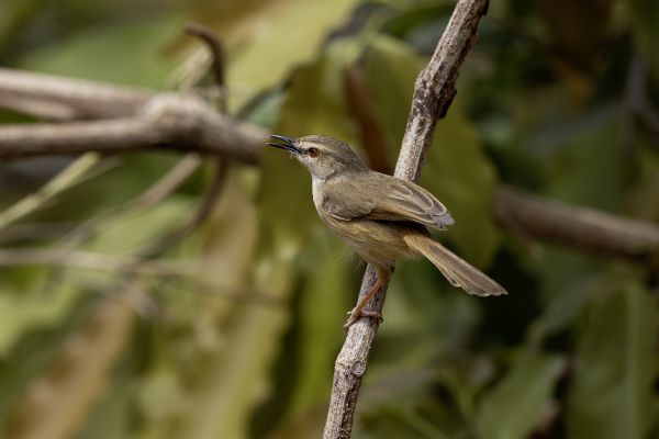 Tawny-flanked Prinia