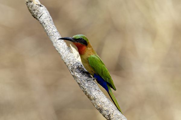 Red-throated Bee-eater