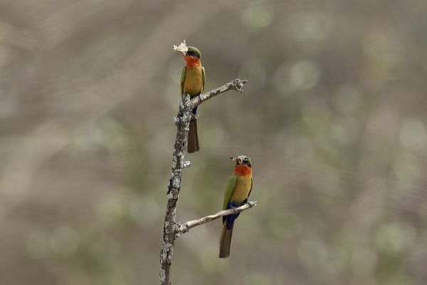 Red-throated Bee-eater