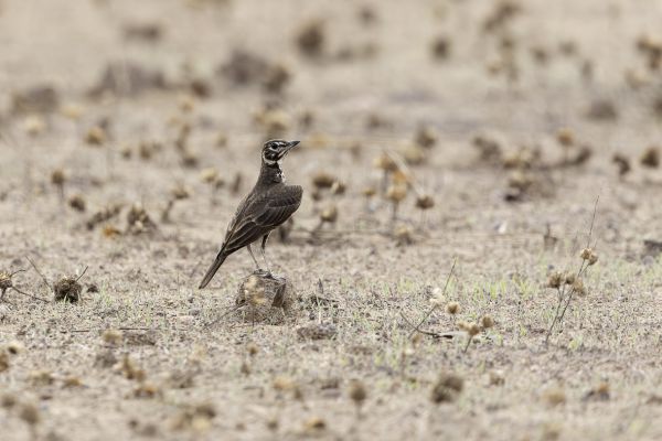 Rufous-rumped Lark