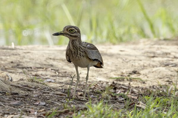 Senegal Thick-knee