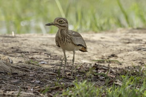Senegal Thick-knee