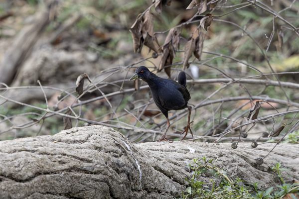 Black Crake