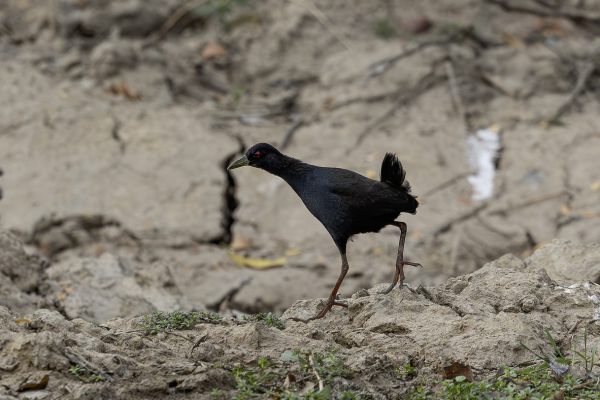 Black Crake