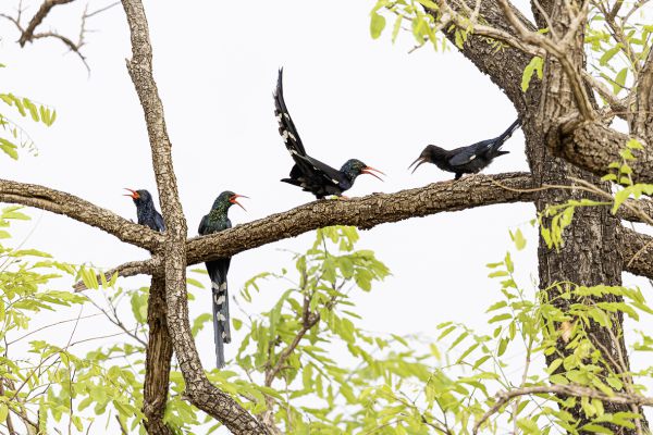Green wood hoopoe