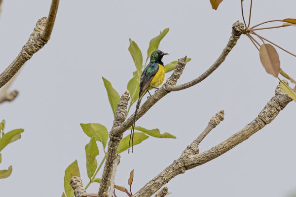 Collared Sunbird