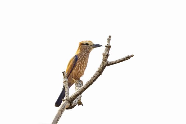 Rufous-crowned roller