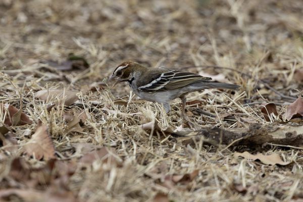 Chestnut-crowned Sparrow-Weaver