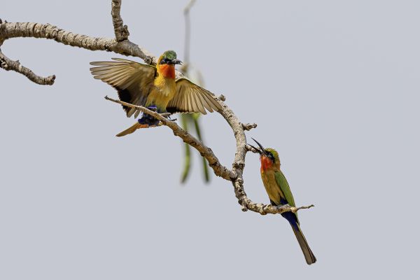 Red-throated Bee-eater