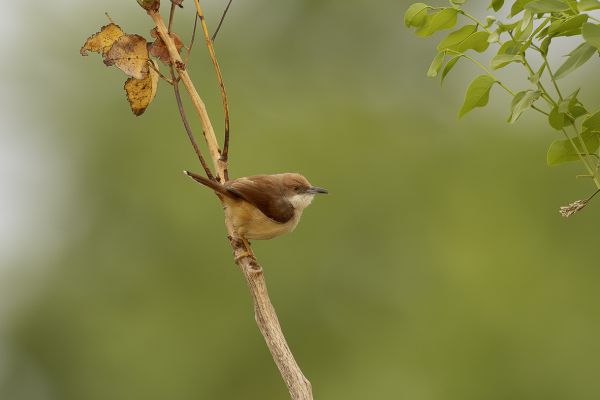 Red-faced Cisticola 