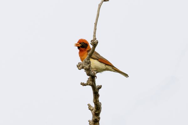 Red-headed or Red Weaver