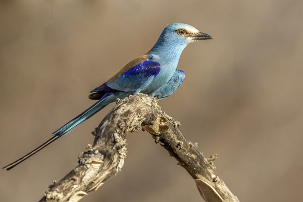 Abyssinian Roller